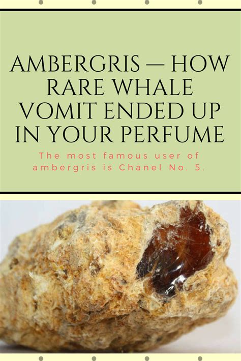 perfume made from whale vomit|where is ambergris found.